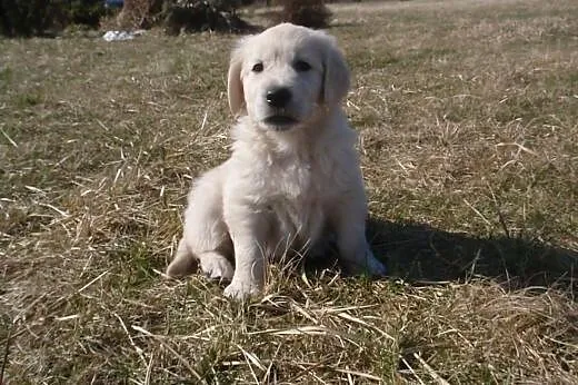 Golden retriever,  dolnośląskie Jelcz-Laskowice