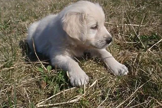 Golden retriever,  dolnośląskie Jelcz-Laskowice
