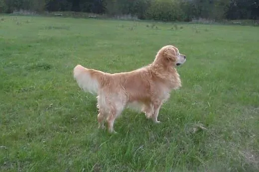 Golden retriever,  dolnośląskie Jelcz-Laskowice