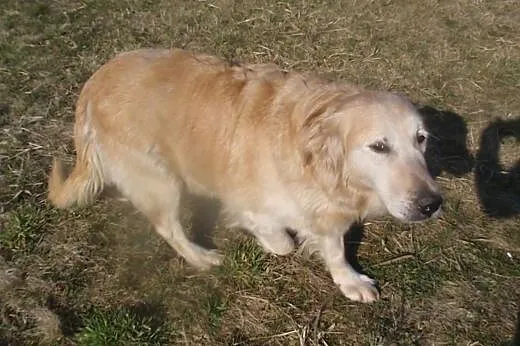 Golden retriever,  dolnośląskie Jelcz-Laskowice