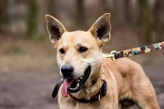 Wspaniały, energiczny Jaś do adopcji!