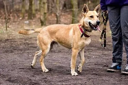 Wspaniały, energiczny Jaś do adopcji!