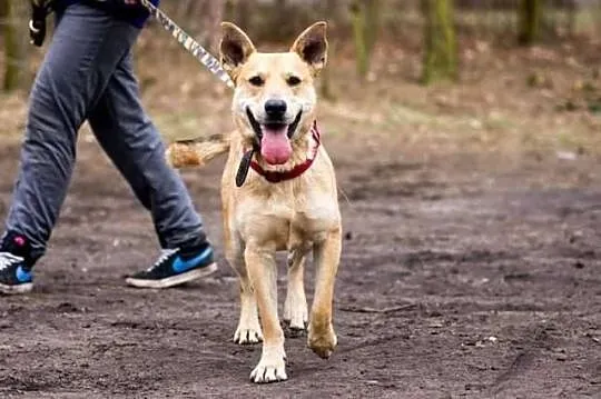 Wspaniały, energiczny Jaś do adopcji!