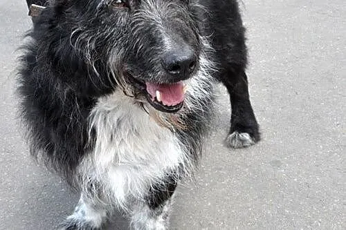 Pies ideał, niskopodłogowy szorstkowłosy Fokus ADOPCJA