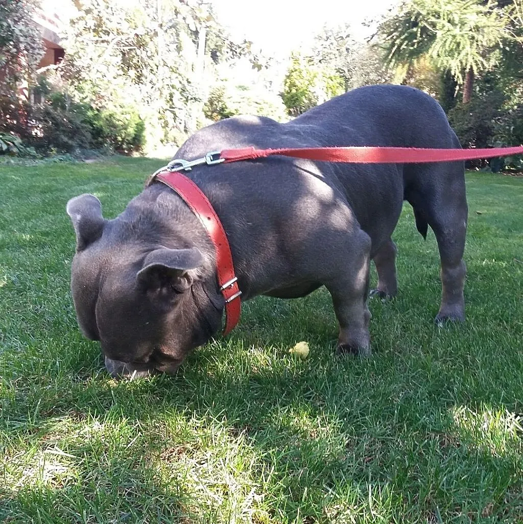 American Bully - reproduktor, Podkarpackie, Dębica