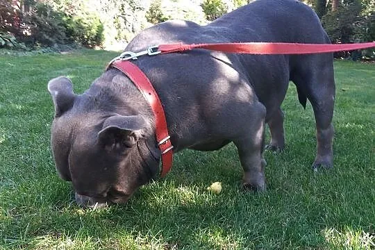 American Bully - reproduktor, Podkarpackie, Dębica
