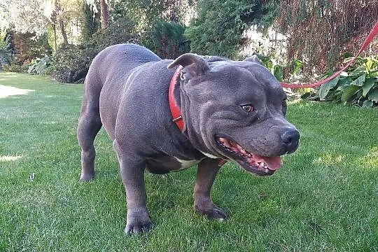 American Bully - reproduktor, Podkarpackie, Dębica