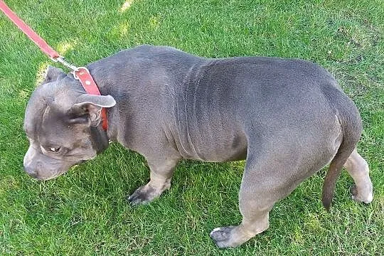 American Bully - reproduktor, Podkarpackie, Dębica