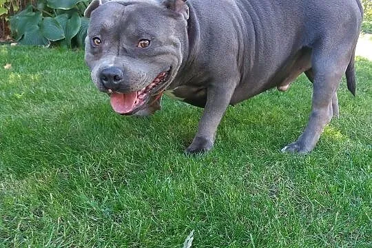 American Bully - reproduktor, Podkarpackie, Dębica