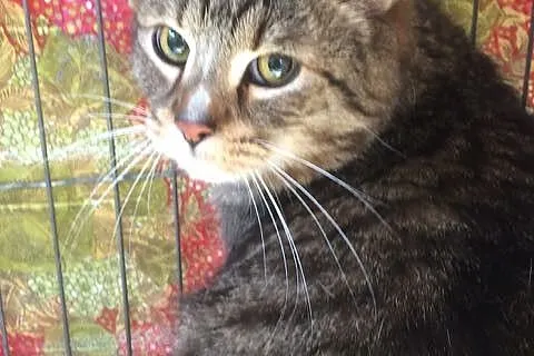 Miś