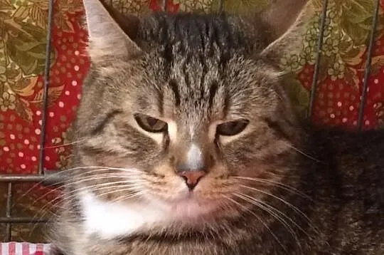 Miś