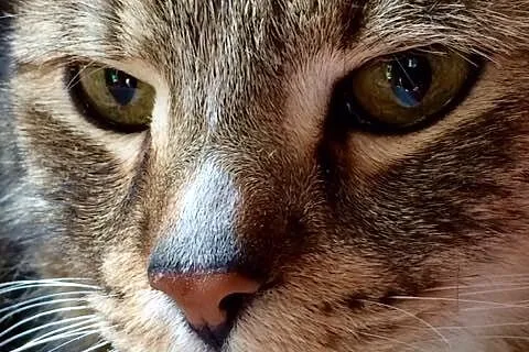 Miś