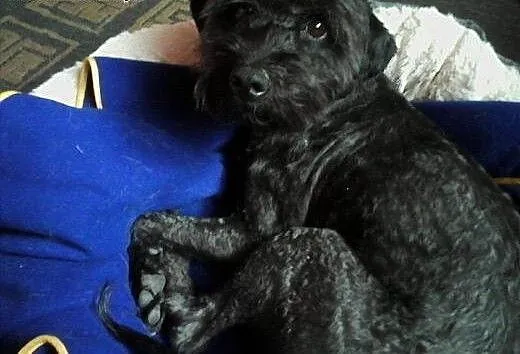 Młody, niekonfliktowy Mapet, piękny mix sznaucerka
