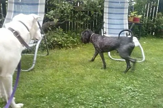 Młody, niekonfliktowy Mapet, piękny mix sznaucerka