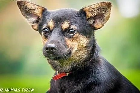 OTOZ Animals - Finka - mała roczna suczka szuka swojego miejsca!,  pomorskie Tczew