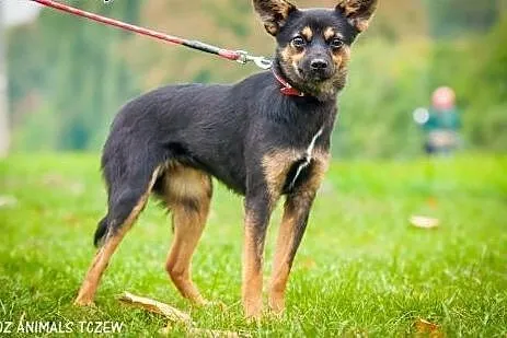 OTOZ Animals - Finka - mała roczna suczka szuka sw