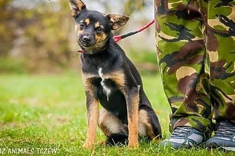 OTOZ Animals - Finka - mała roczna suczka szuka sw