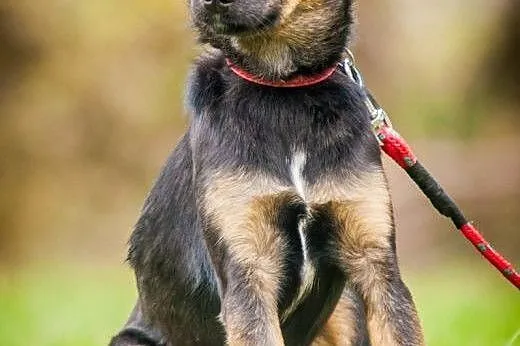 OTOZ Animals - Finka - mała roczna suczka szuka sw