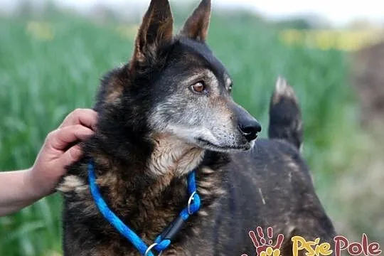 PIERNICZEK-spokojny, grzeczny, ostrożny w kontakcie starszy psiak-adopcja, Małopolskie, Kraków