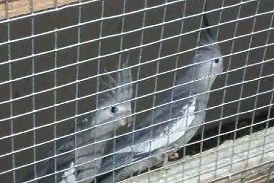 Rozelle białolice nimfy kozy, , Rzeszotary