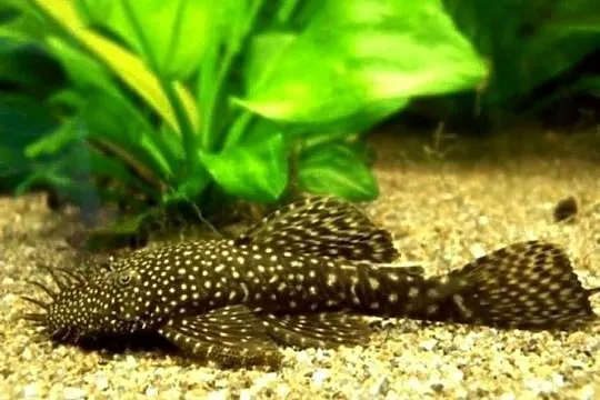 Glonojad zbrojnik rybka akwariowa