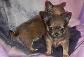 Chihuahua - śliczne malutkie chłopaki!, Koziegłowy