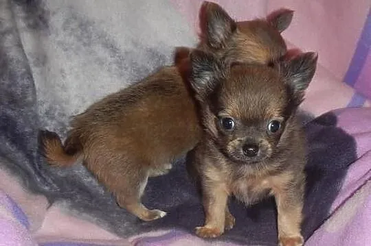 Chihuahua - śliczne malutkie chłopaki!
