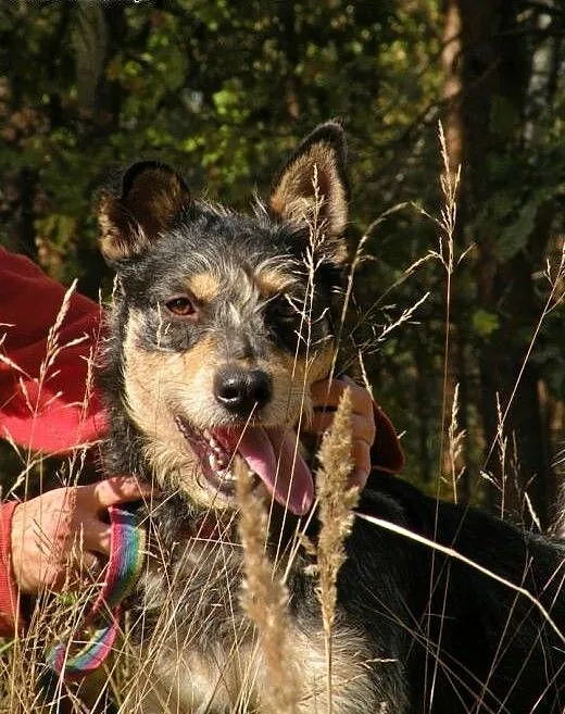 Foks traci nadzieję! Odmień jego los! Adoptuj!, m
