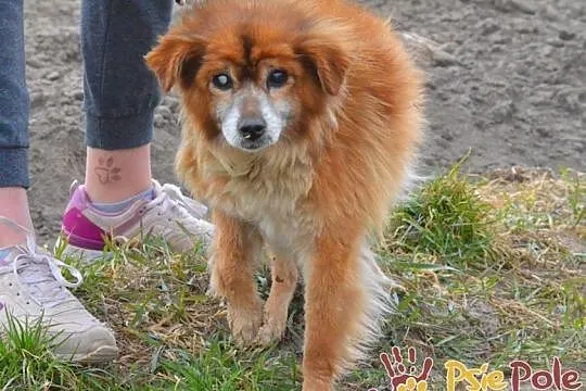 LAJKONIK-Zaniedbany mały rudy starszy psiak szuka kochającego domu, Kraków