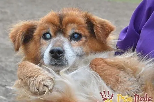 LAJKONIK-Zaniedbany mały rudy starszy psiak szuka kochającego domu, Kraków