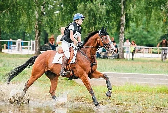 Doświadczony Wałach do skoków/WKKW, , 