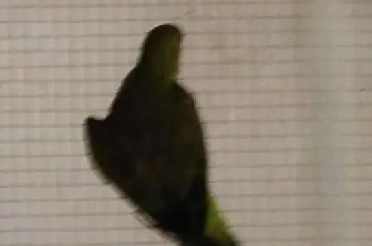 Krasnopiórka czerwonoskrzydła (Aprosmictus erythropterus) para lęgowa, , Pruchna