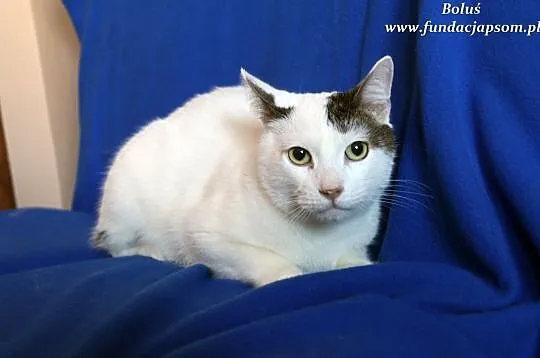Boluś - sympatyczny kotek, Nowy Dwór Mazowiecki