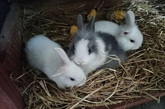 Króliki miniaturki Prywatna Hodowla