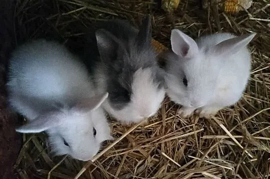 Króliki miniaturki Prywatna Hodowla, Mazowieckie, Obręb