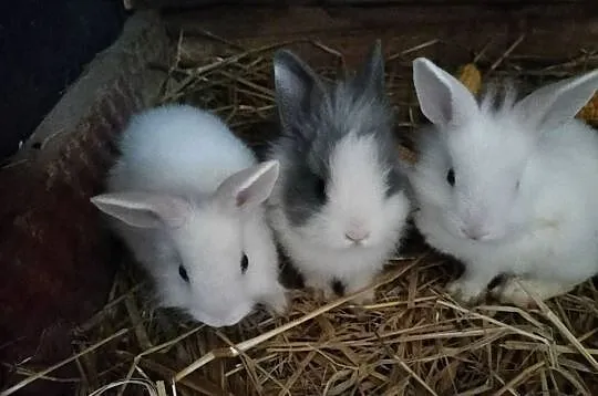 Króliki miniaturki Prywatna Hodowla, Mazowieckie, Obręb