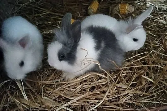Króliki miniaturki Prywatna Hodowla, Mazowieckie, Obręb