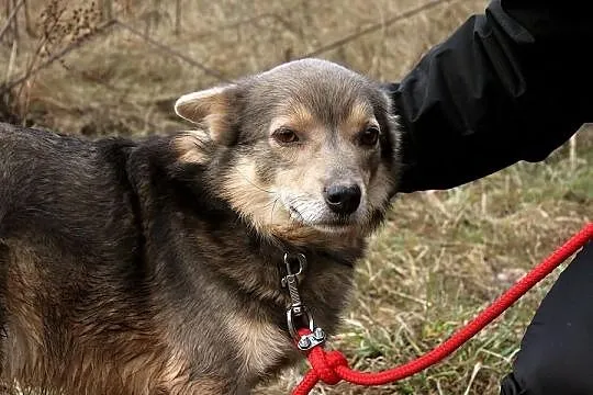 Malutki, delikatny LISEK bardzo potrzebuje domu