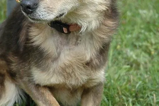 Malutki, delikatny LISEK bardzo potrzebuje domu