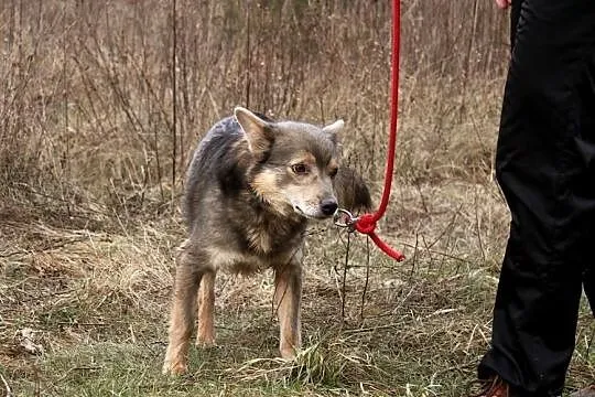 Malutki, delikatny LISEK bardzo potrzebuje domu