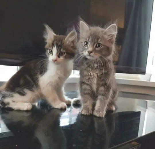 Kocięta Maine Coon z rodowodem. Napisz do nas na WhatsApp: +27848239748