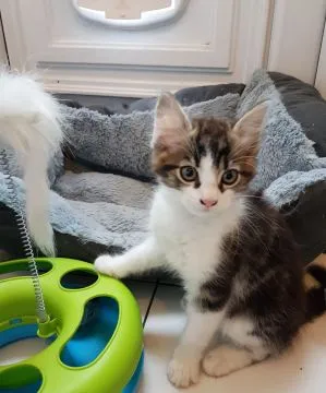 Kocięta Maine Coon z rodowodem. Napisz do nas na WhatsApp: +27848239748, , Neryngowo