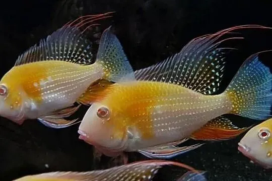 Kopik Heckela ALBINOS - Acarichthys - Kropik - Ziemiojad, Pomorskie, Gdańsk