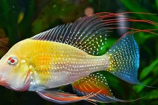 Kopik Heckela ALBINOS - Acarichthys - Kropik - Ziemiojad, Pomorskie, Gdańsk