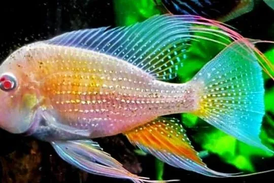 Kopik Heckela ALBINOS - Acarichthys - Kropik - Ziemiojad, Pomorskie, Gdańsk