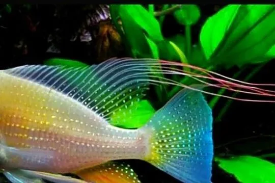 Kopik Heckela ALBINOS - Acarichthys - Kropik - Ziemiojad, Pomorskie, Gdańsk