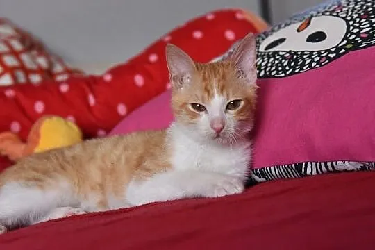 Kto pokocha Biszopa?, Łódzkie, Łódź