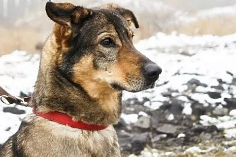 3,5 letni Tobi cierpliwie czeka... Dasz mu szansę?