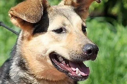 POLA - z ucholami jak radary do adopcji