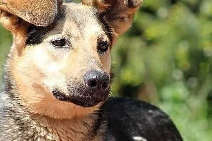 POLA - z ucholami jak radary do adopcji